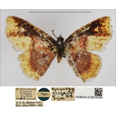 /filer/webapps/moths/media/images/E/elegans_Syngatha_HT_NHMUK.jpg