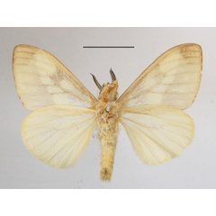 /filer/webapps/moths/media/images/B/bananae_Stracena_AM-MGCLb_01.jpg