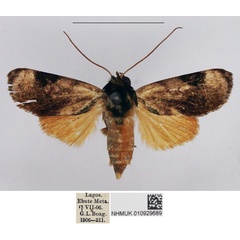/filer/webapps/moths/media/images/E/escalerai_Aiteta_AF_NHMUK.jpg