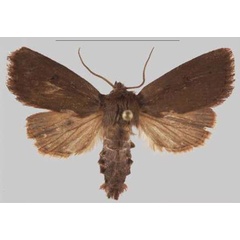/filer/webapps/moths/media/images/M/metiminko_Sciomesa_HT_MNHNa.jpg