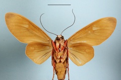 Amerila phaedra