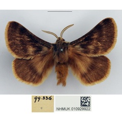 /filer/webapps/moths/media/images/D/degenera_Paraphyllalia_AM_NHMUK.jpg
