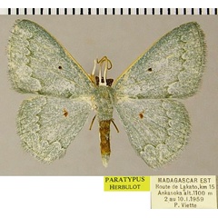 /filer/webapps/moths/media/images/S/simplaria_Epigelasma_PTM_ZSMa.jpg