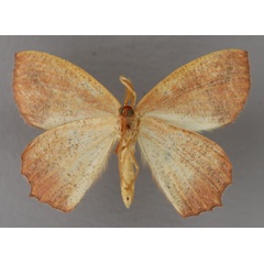 /filer/webapps/moths/media/images/Z/zonata_Luashia_A_ZSM_02.jpg