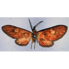 /filer/webapps/moths/media/images/N/nigriceps_Cameroonia_NAT_BMNH_01.jpg