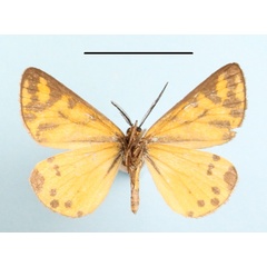 /filer/webapps/moths/media/images/S/setinata_Veniliodes_A_MGCLb_01.jpg