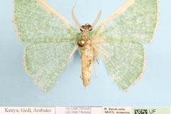 Prasinocyma pictifimbria