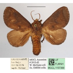 /filer/webapps/moths/media/images/P/pyrosomoides_Teinorhyncha_A_MGCLa_03.JPG