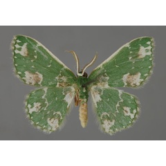 /filer/webapps/moths/media/images/A/alboviridata_Rhodesia_A_ZSM_01.jpg