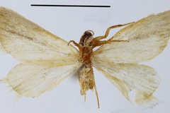 Eublemma constricta