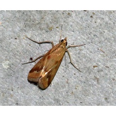 /filer/webapps/moths/media/images/C/coeletalis_Achyra_A_Roland_01.jpg