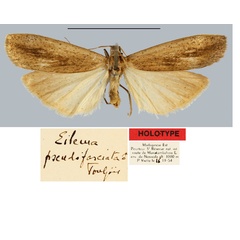 /filer/webapps/moths/media/images/P/pseudofasciata_Eilema_HT_MNHN.jpg