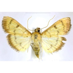 /filer/webapps/moths/media/images/S/straminea_Pleuroptya_AF_Maes.jpg