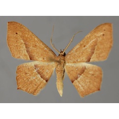 /filer/webapps/moths/media/images/M/mundissima_Traminda_A_ZSM_01.jpg