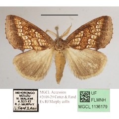 /filer/webapps/moths/media/images/A/argyrophora_Baliopteryx_A_MGCLa_01.JPG
