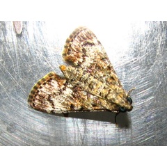 /filer/webapps/moths/media/images/M/melapastalis_Salma_A_Goff_02.jpg