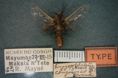 Eulophonotus congoensis