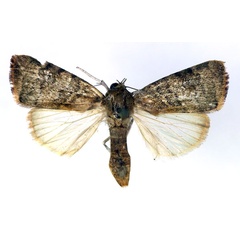 /filer/webapps/moths/media/images/A/arcuata_Maurilia_A_RMCA_03.jpg