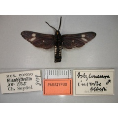 /filer/webapps/moths/media/images/I/incerta_Alystoneura_PT_RMCA_02.jpg