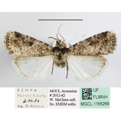 /filer/webapps/moths/media/images/P/perirrorata_Ochropleura_A_MGCLa_01.JPG