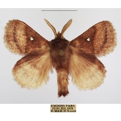 /filer/webapps/moths/media/images/R/reducta_Euwallengrenia_AM_TMSA_01.jpg