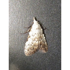 /filer/webapps/moths/media/images/A/argyromorpha_Meganola_A_Braun.jpeg