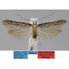 /filer/webapps/moths/media/images/A/albicostella_Athrips_HT_ZMHB_1Yk7M77.jpg
