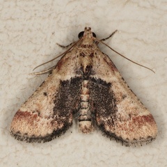 /filer/webapps/moths/media/images/Z/zonalis_Zitha_A_Heyns_01.JPG