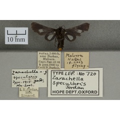 /filer/webapps/moths/media/images/S/specularis_Zarachella_HTF_OUMNHb_01.jpg
