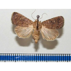 /filer/webapps/moths/media/images/H/heliastis_Athetis_A_Goffa_01.jpg