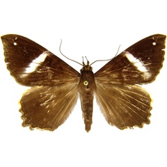 /filer/webapps/moths/media/images/C/callista_Geometrimima_AM_MCJM.jpg