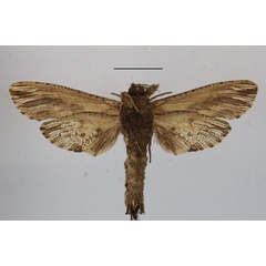 /filer/webapps/moths/media/images/O/ochricosta_Strigocossus_A_MGCLb.JPG