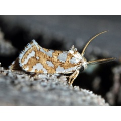 /filer/webapps/moths/media/images/S/spilophanes_Compsoctena_A_Roland.jpg