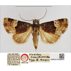 /filer/webapps/moths/media/images/S/semitorrida_Ozarba_HT_NHMUK.jpg