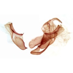 /filer/webapps/moths/media/images/F/festiva_Acrapex_GMPT_TMSA_3519.jpg