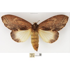 /filer/webapps/moths/media/images/F/fulgurata_Lasiocesa_AF_NHMUK_01.jpg