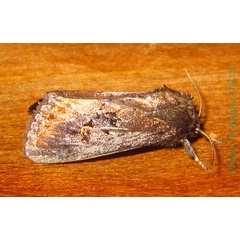 /filer/webapps/moths/media/images/C/crini_Brithys_A_Bippus.jpg