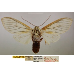 /filer/webapps/moths/media/images/M/mulleri_Amerila_PTF_TMSA.jpg