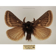 /filer/webapps/moths/media/images/C/cregoei_Bantuana_AM_TMSA_02.jpg