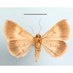 /filer/webapps/moths/media/images/P/poderis_Plecoptera_A_MGCLb_01.JPG