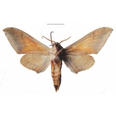 /filer/webapps/moths/media/images/P/postica_Pseudoclanis_AM_Kleinerb.jpg