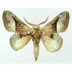 /filer/webapps/moths/media/images/A/affinis_Schausinna_AM_Basquin_05.jpg