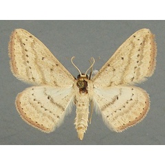 /filer/webapps/moths/media/images/P/pertinax_Scopula_AM_TMSA.jpg