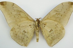 Pseudobunaea heyeri