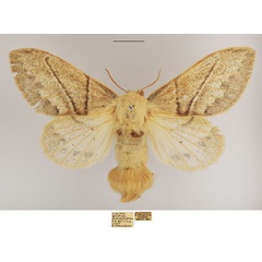 /filer/webapps/moths/media/images/A/aniera_Philotherma_AF_TMSA_L4903rZ.jpg