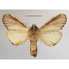 /filer/webapps/moths/media/images/C/curvilinea_Stemmatophalera_A_MGCLb_01.JPG
