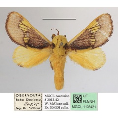 /filer/webapps/moths/media/images/P/picta_Latoia_AM_MGCLa_04.JPG