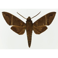 /filer/webapps/moths/media/images/S/stictica_Nephele_AM_Basquin.jpg
