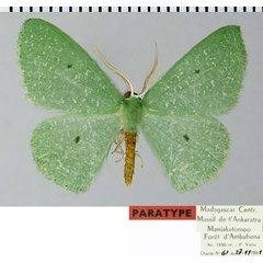 /filer/webapps/moths/media/images/D/defossa_Heterorachis_PTM_ZSMa.jpg