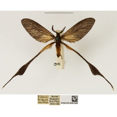 /filer/webapps/moths/media/images/S/staudingeri_Pseudothymara_AM_NHMUK_02.jpg